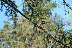 Lophophanes cristatus