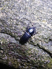 Figulus binodulus