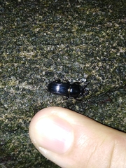 Figulus binodulus