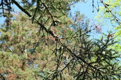 Lophophanes cristatus