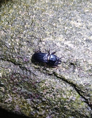 Figulus binodulus