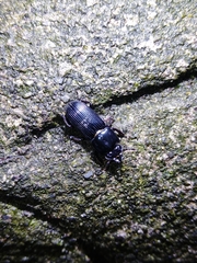 Figulus binodulus