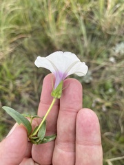 Ipomoea crassipes