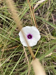 Ipomoea crassipes