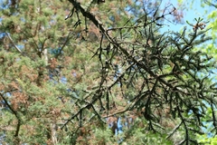 Lophophanes cristatus