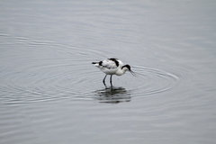 Recurvirostra avosetta