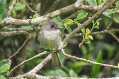 Contopus hispaniolensis