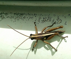 Agriacris jucunda