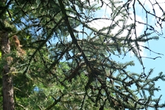 Lophophanes cristatus