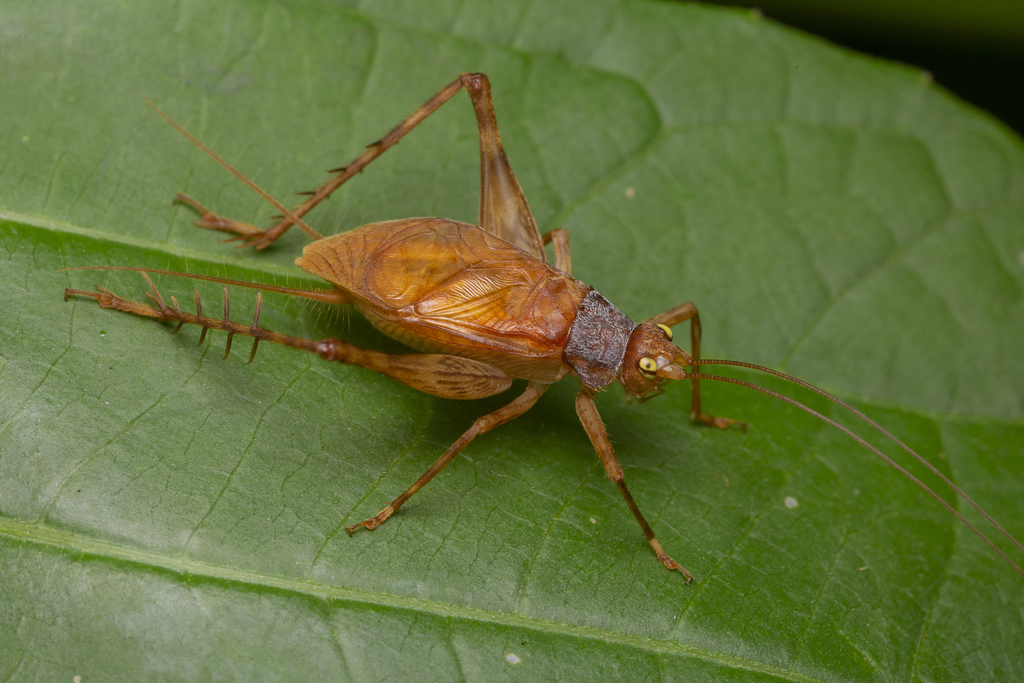Tremellia