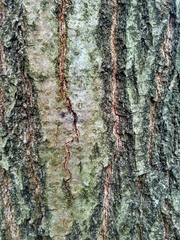 Quercus rubra
