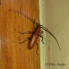 Allotraeus orientalis