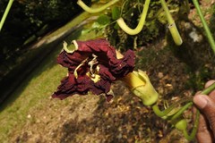 Kigelia africana africana