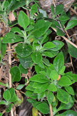 Tetragonia implexicoma