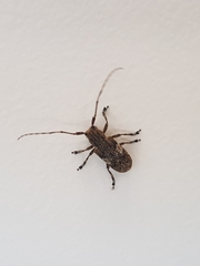 Mesosa nebulosa