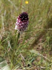 Neotinea ustulata ustulata