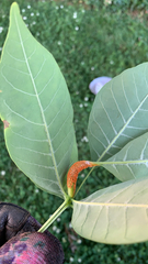 Puccinia sparganioidis