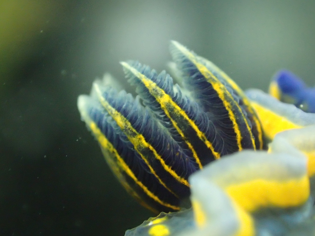 Cantabrian Nudibranch