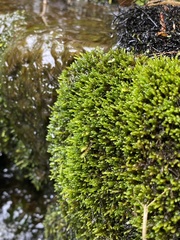 Platylomella lescurii