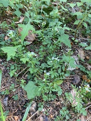 Cardamine impatiens