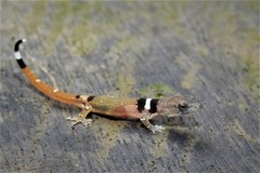 Sphaerodactylus continentalis