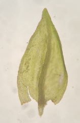 Platylomella lescurii