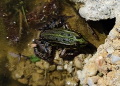 Pelophylax