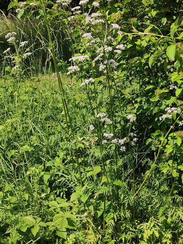 Image of Valeriana stolonifera by (c) Andrea Mologni, some rights reserved (CC BY-SA)