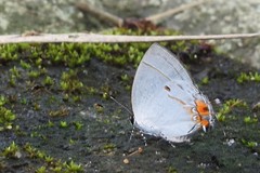 Iaspis andersoni