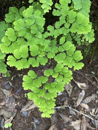 Adiantum amplum (Adiantum amplum)