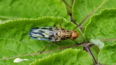 Otitinae