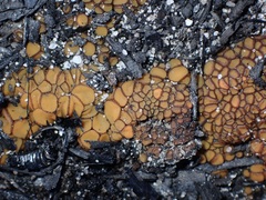 Anthracobia muelleri