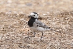 Motacilla alba