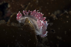 Carronella pellucida