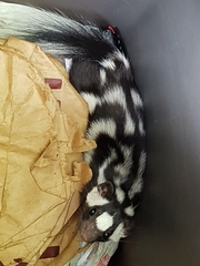 Spilogale angustifrons