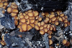 Anthracobia muelleri