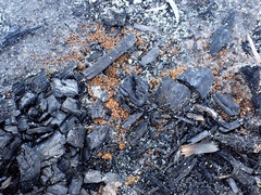 Anthracobia muelleri