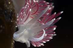 Carronella pellucida