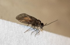 Peripsocus