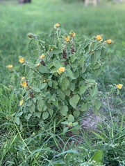 Malvastrum americanum