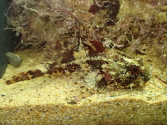 Taurulus bubalis