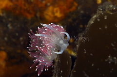 Carronella pellucida