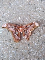 Rothschildia speculifer
