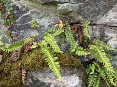 Polypodium hesperium