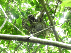 Bradypus variegatus tapajoensis