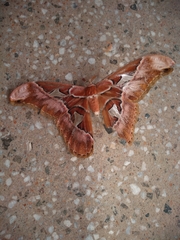Rothschildia speculifer