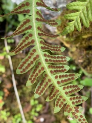 Polypodium hesperium