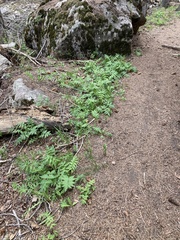 Hydrophyllum fendleri