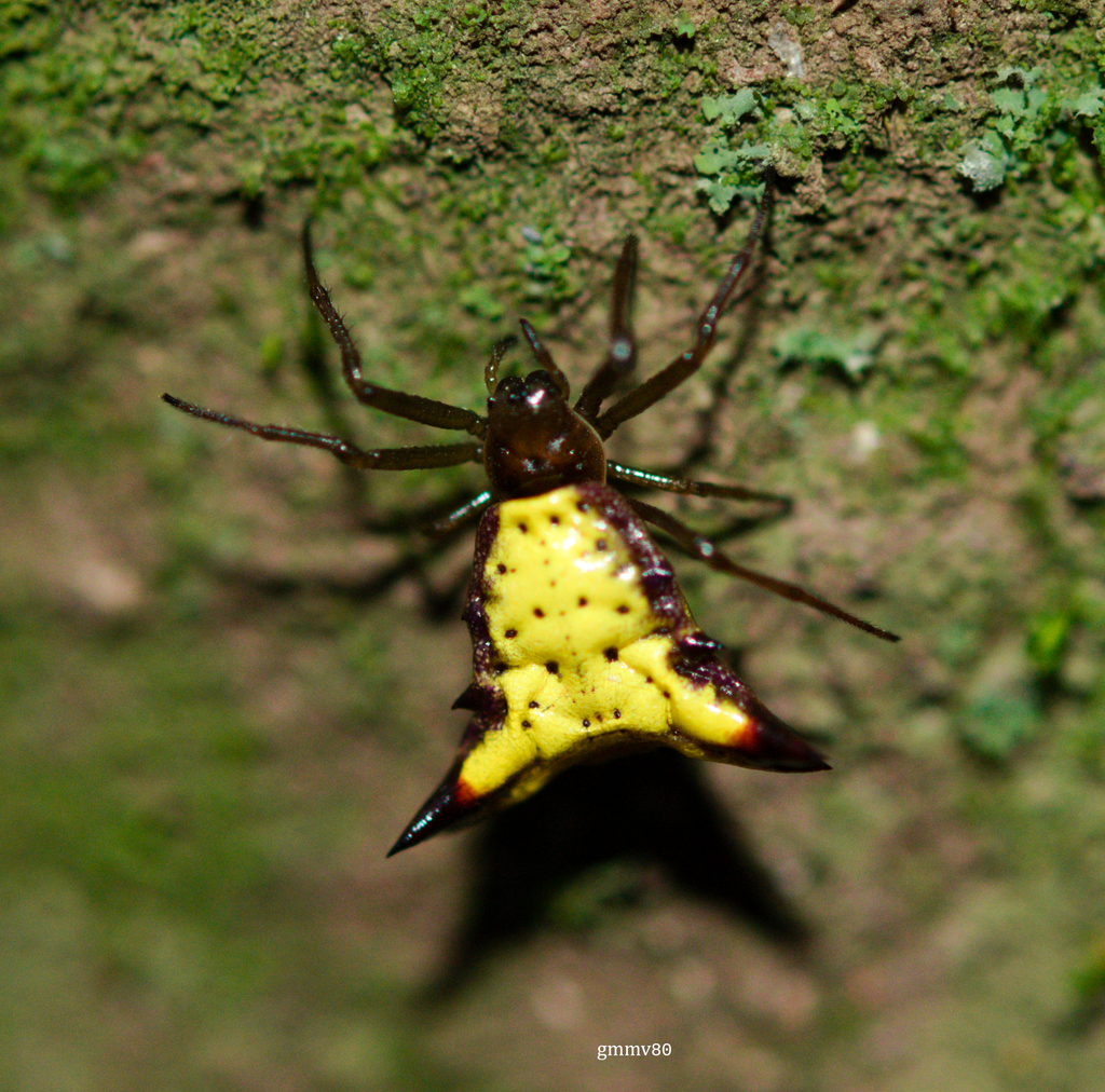 Micrathena furva