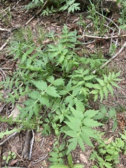Hydrophyllum fendleri